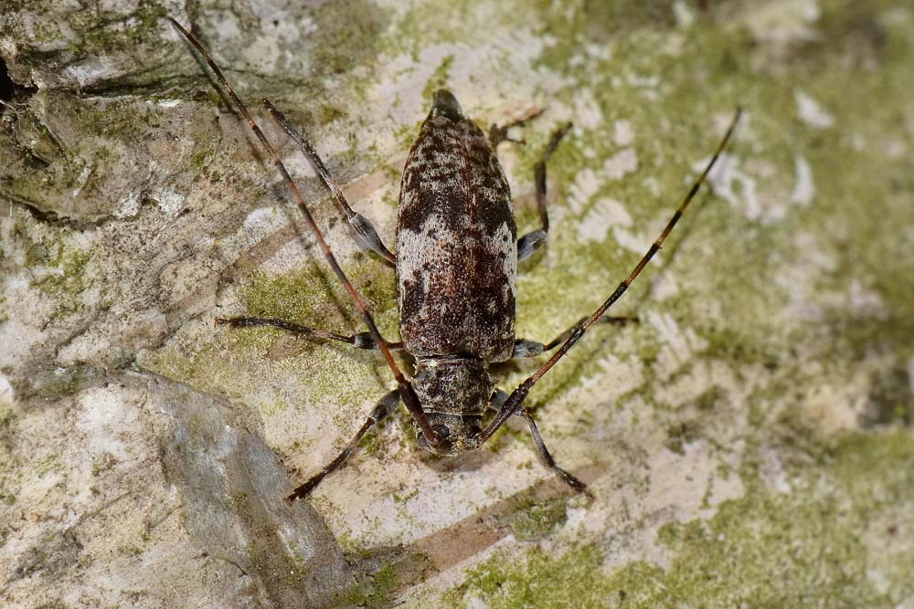 Leiopus nebulosus, Cerambycidae